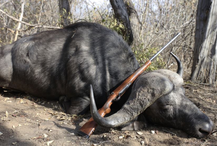 Een gejaagde kafferbuffel