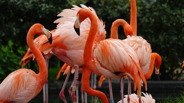 dierentuin antwerpen